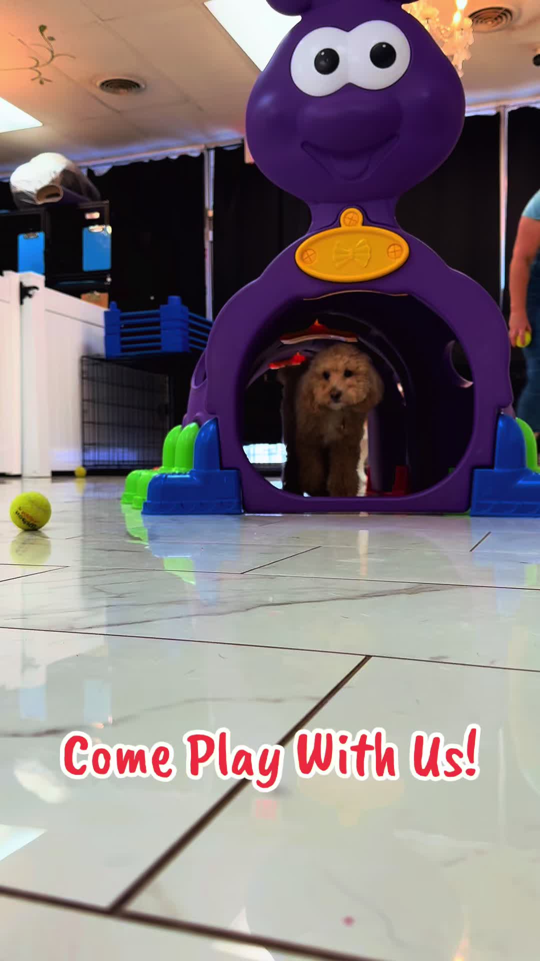 @The_BeautyBark