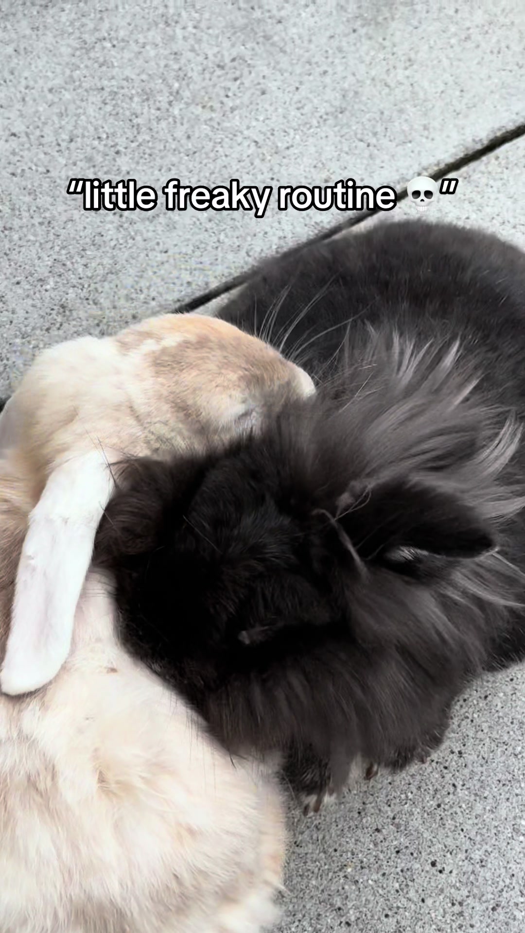 @Buns 🐰🐰