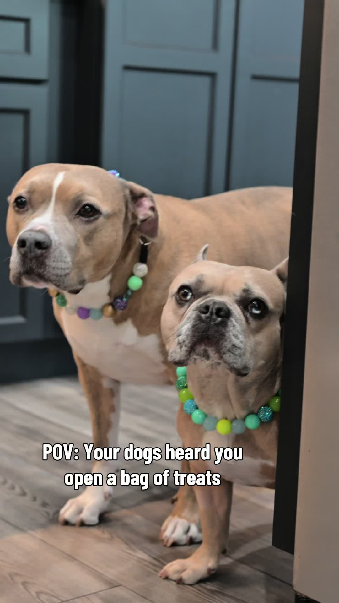 @Indie.pittie
