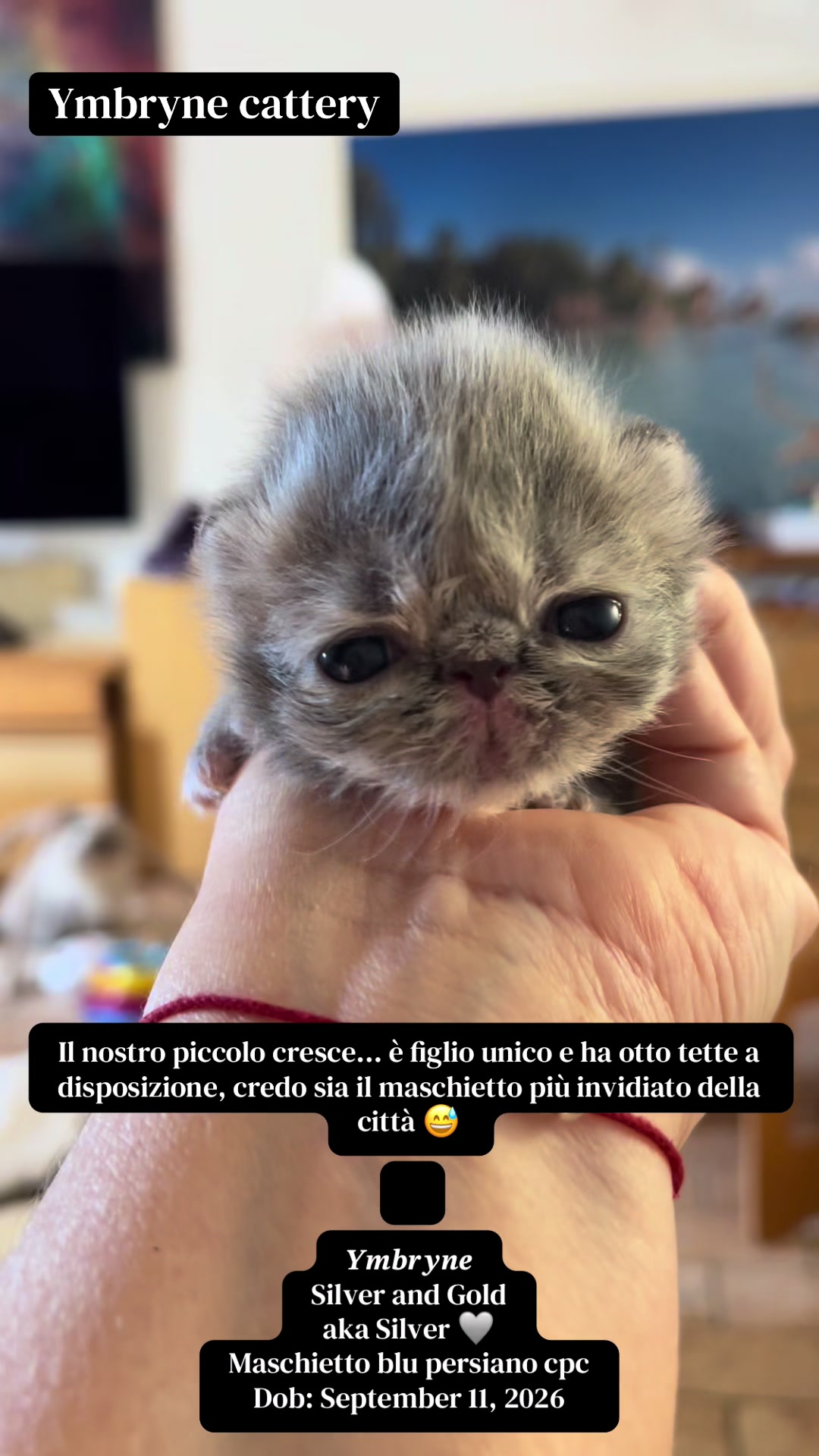 @Deborah Zardoni Galli