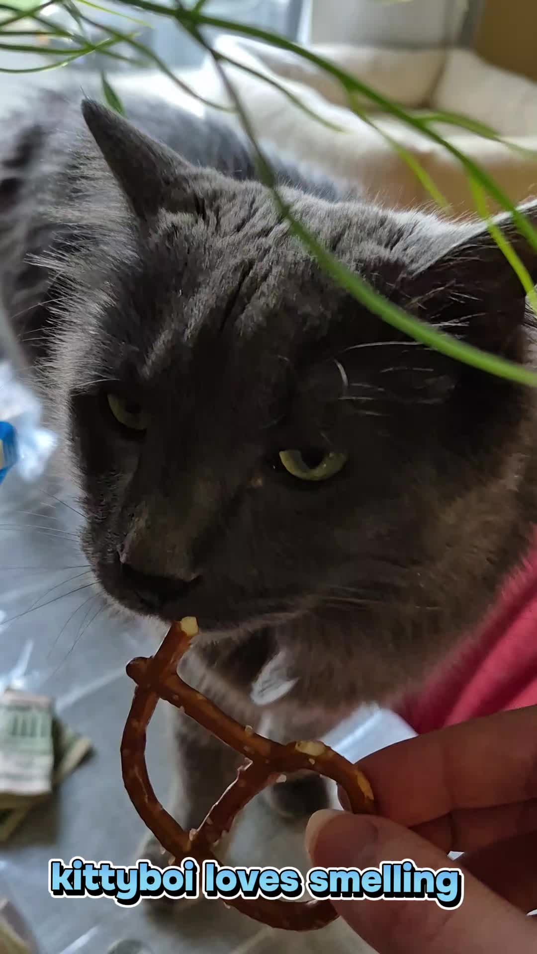 @Kittyboi