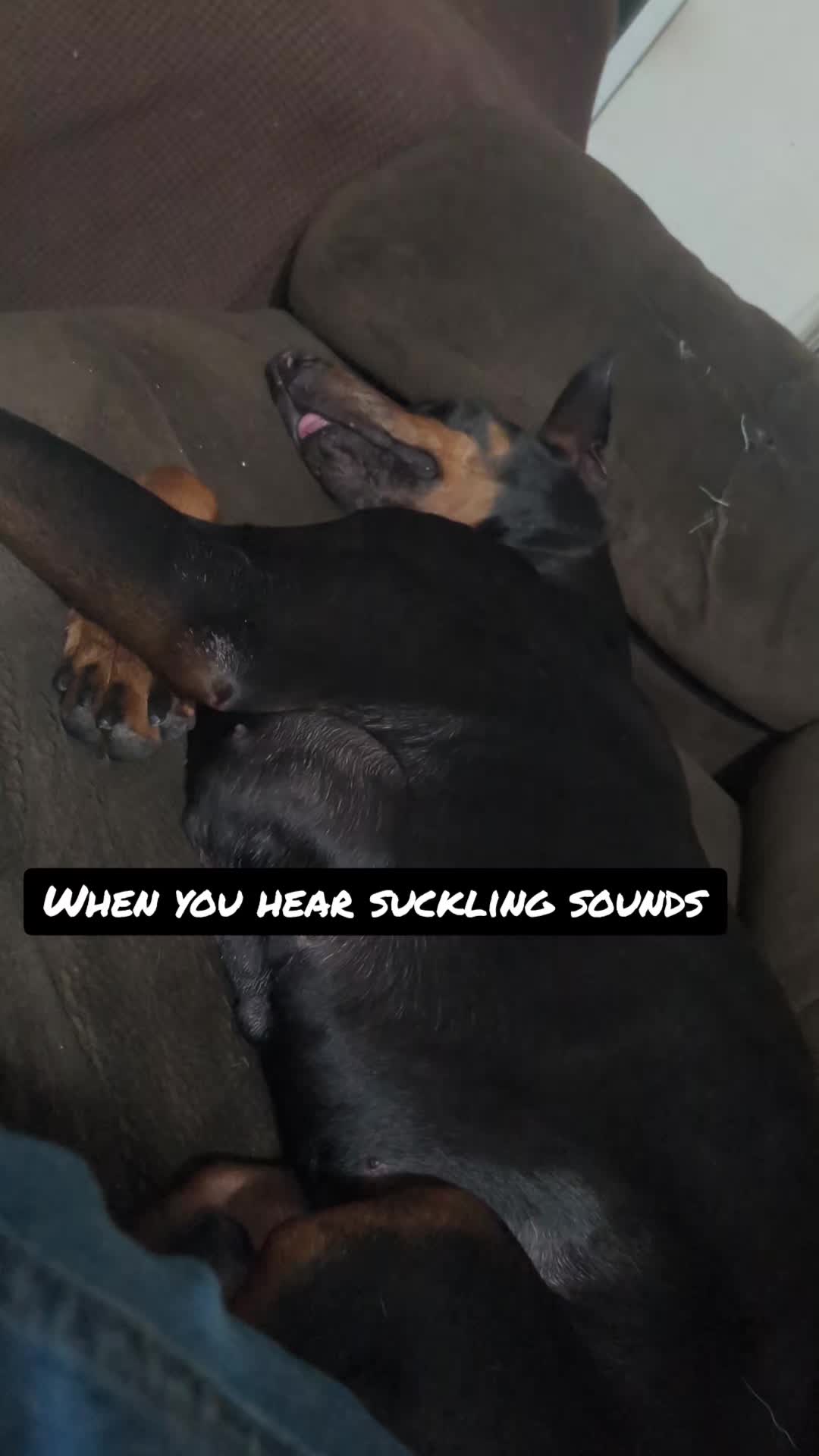 @Muttstrutt