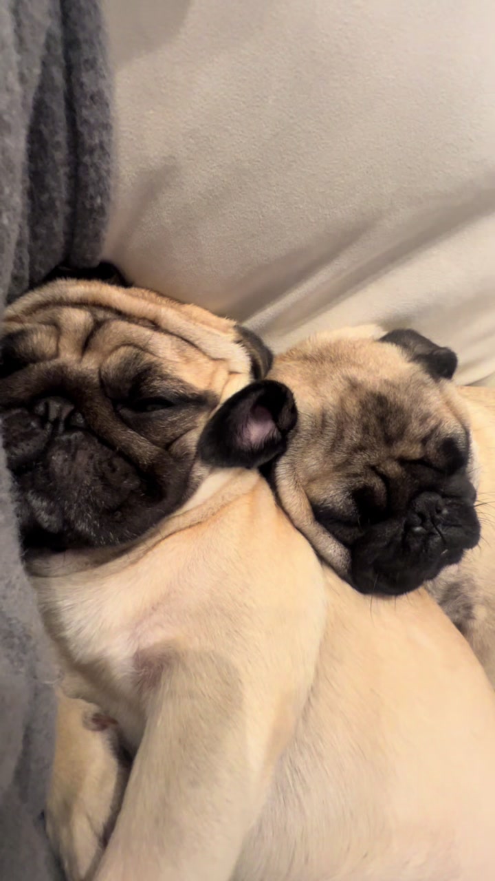@pugSofyHarry