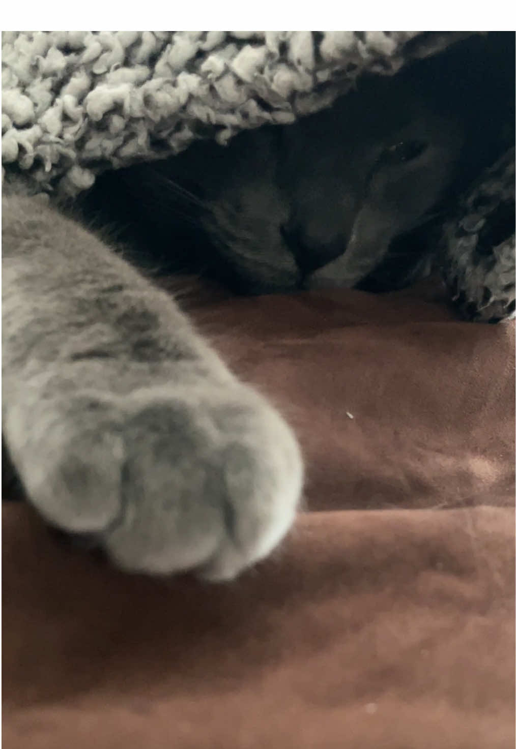 @ACatNamedMushroom