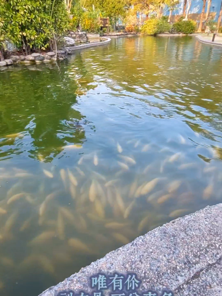 @龍寶兒在台灣