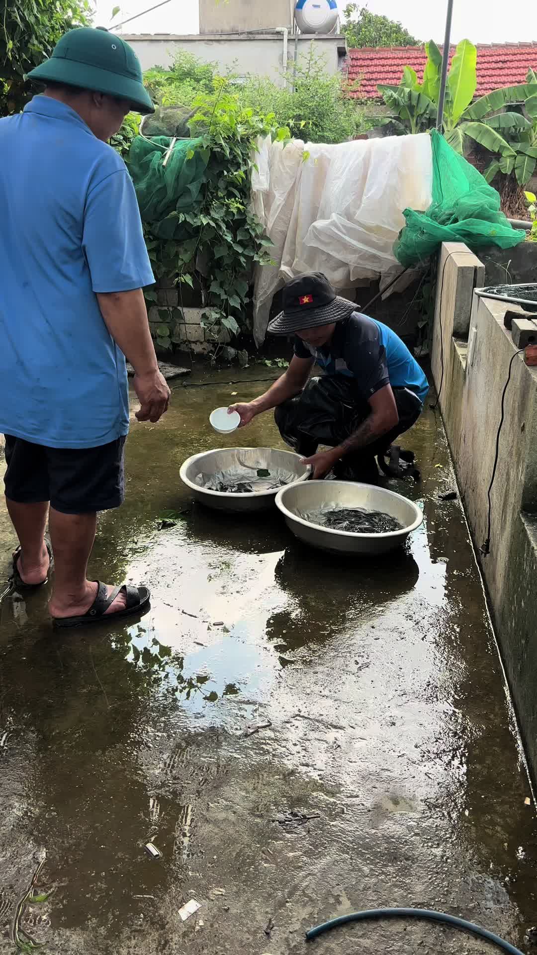 @Trại C&aacute; Giống Quang L&acirc;m