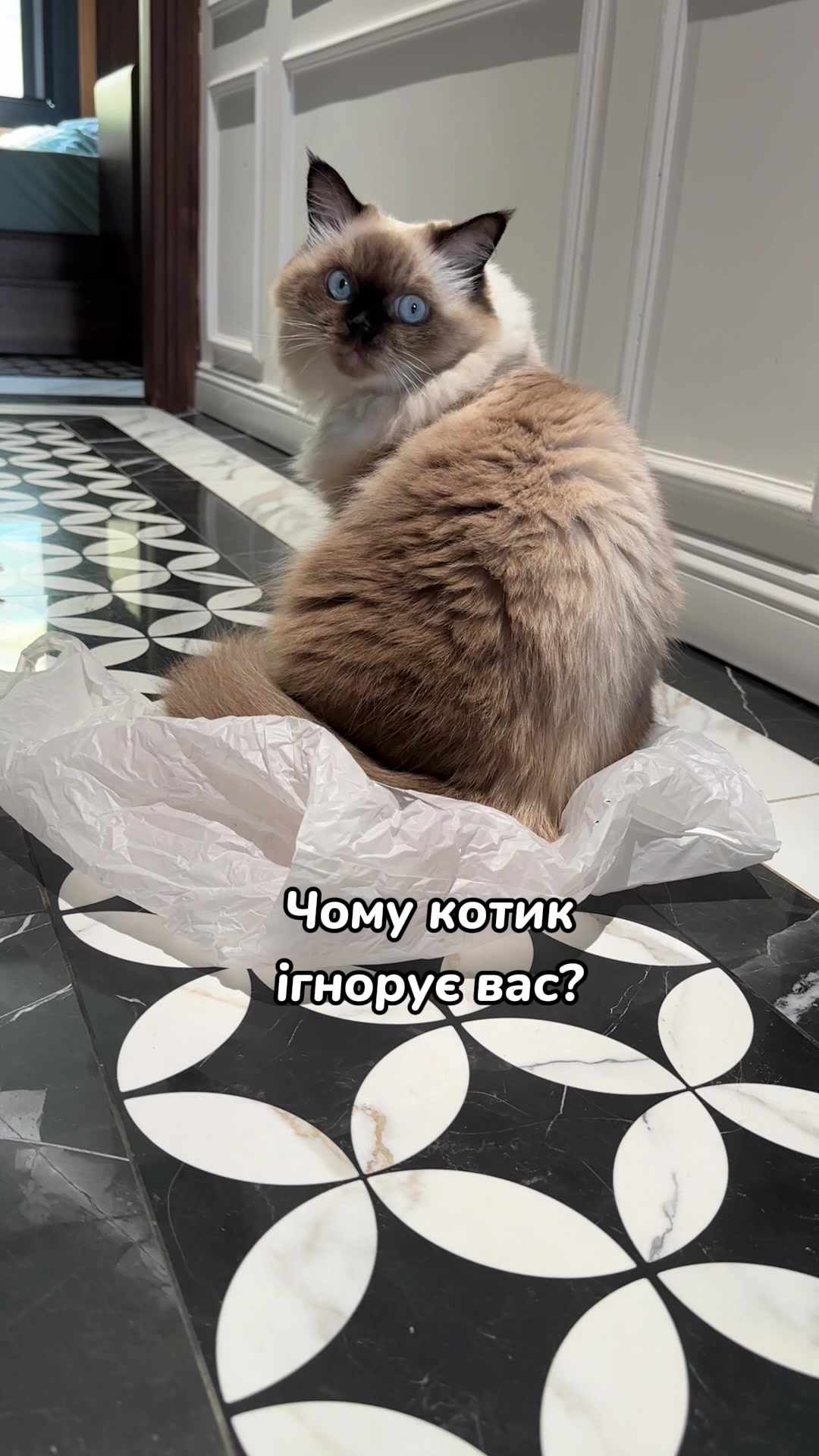 @Місс КІСЯ