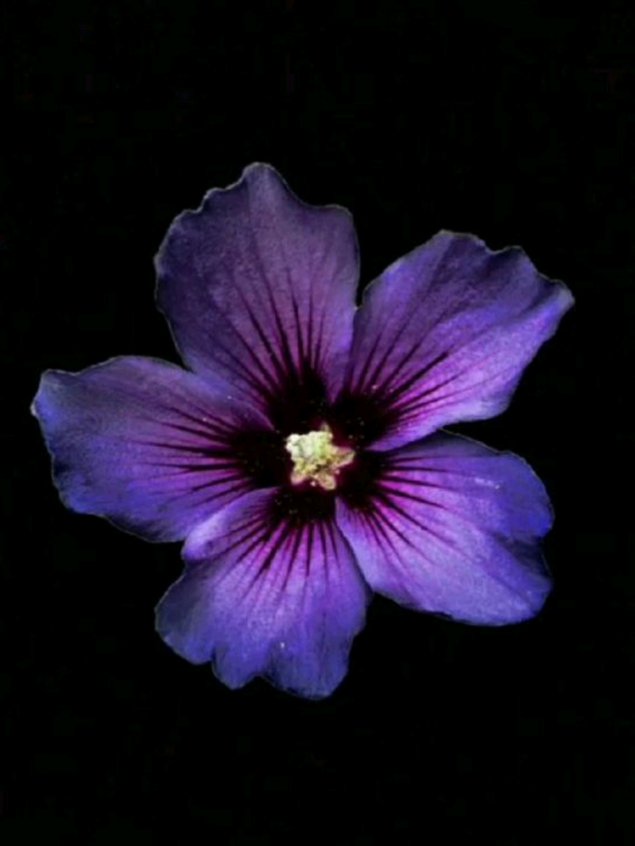 @potatoo ݁ ˖Ი𐑼ֶָ֢