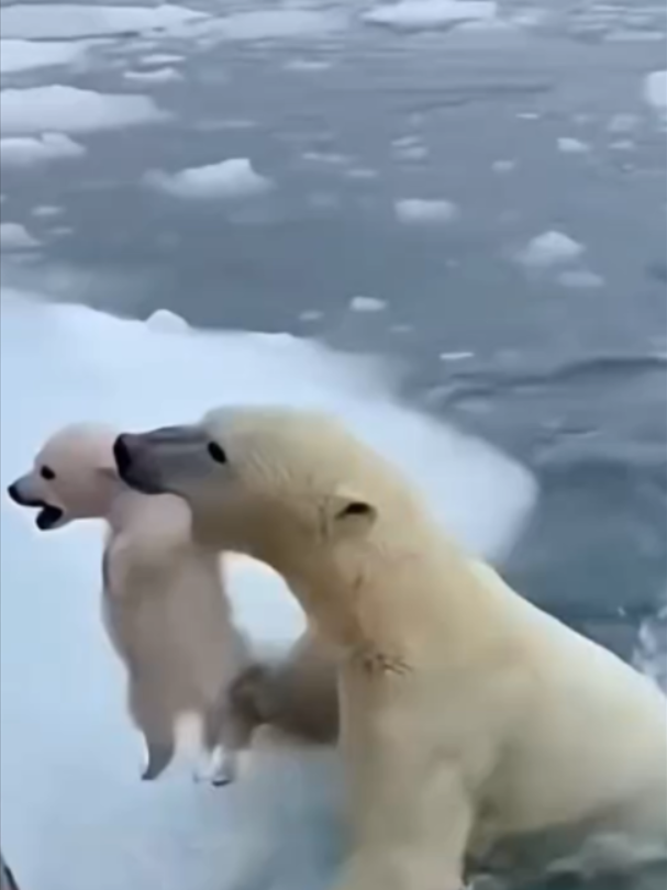 @Mundo dos Animais