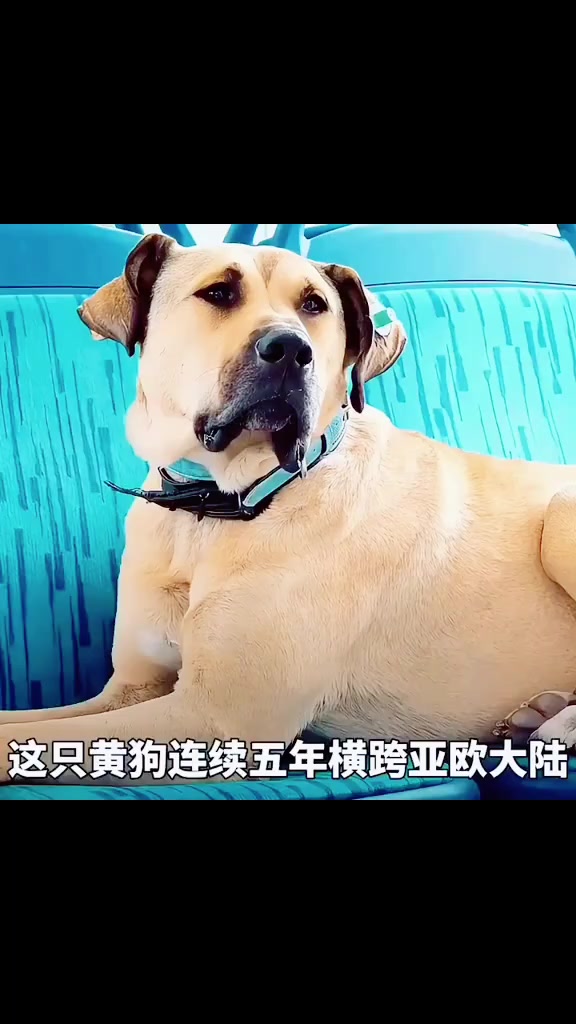 @妖狐