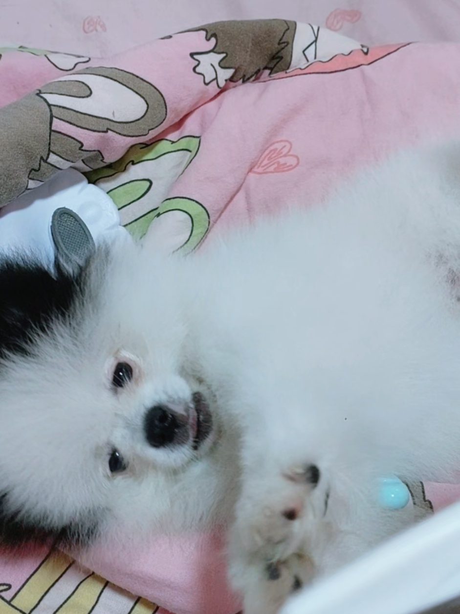 @Миша🐶 Стеша😺 Дуня🐭