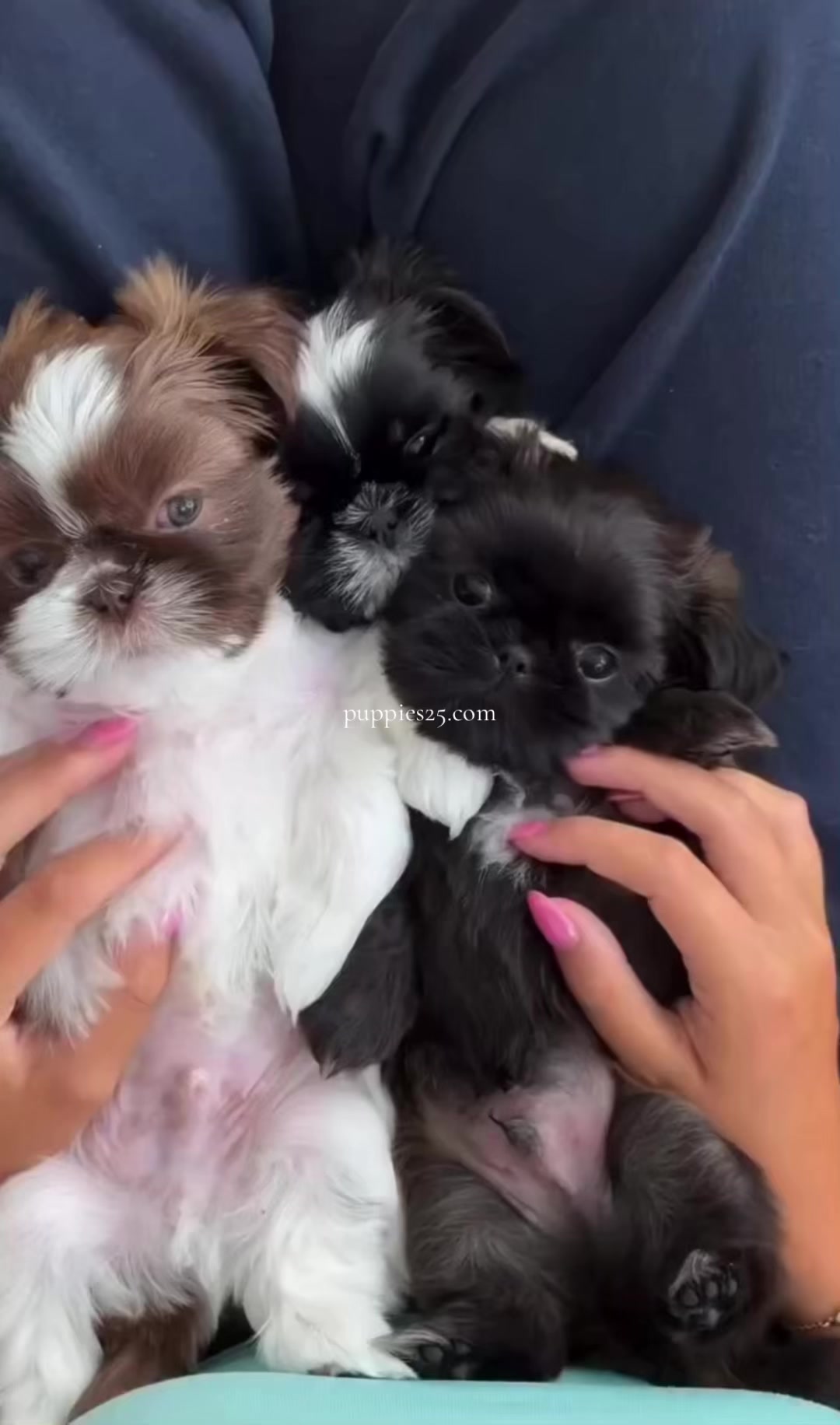 @PUPPIES25•COM