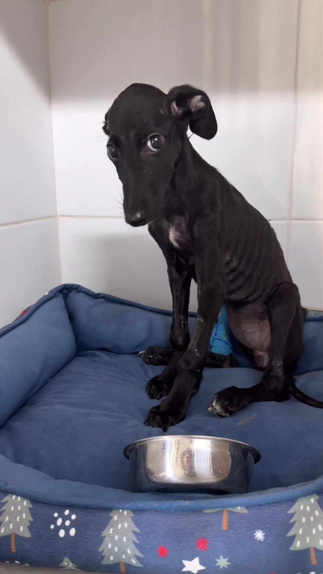 @Galgos del Sol