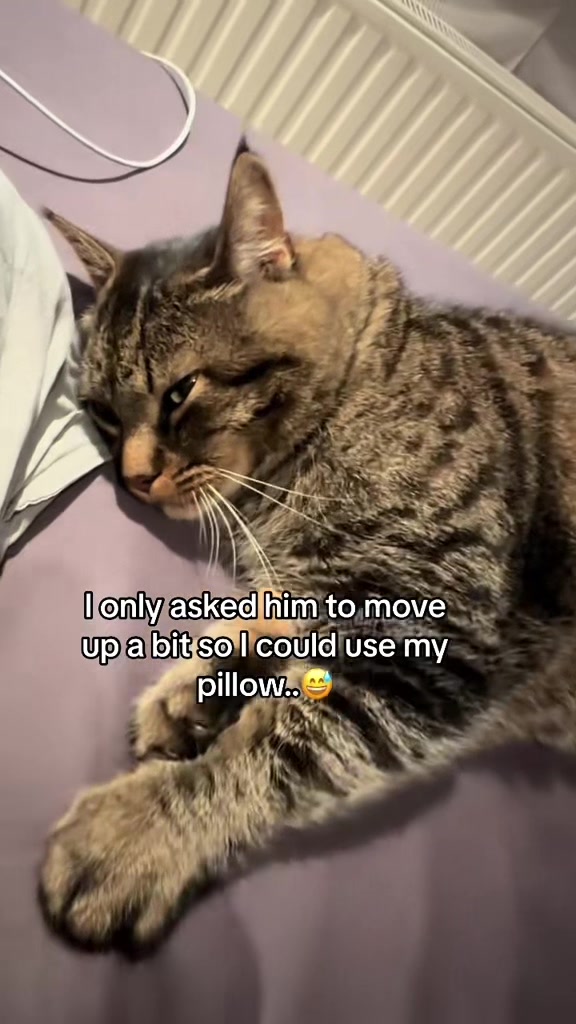 @Joep_the_ rescuecat