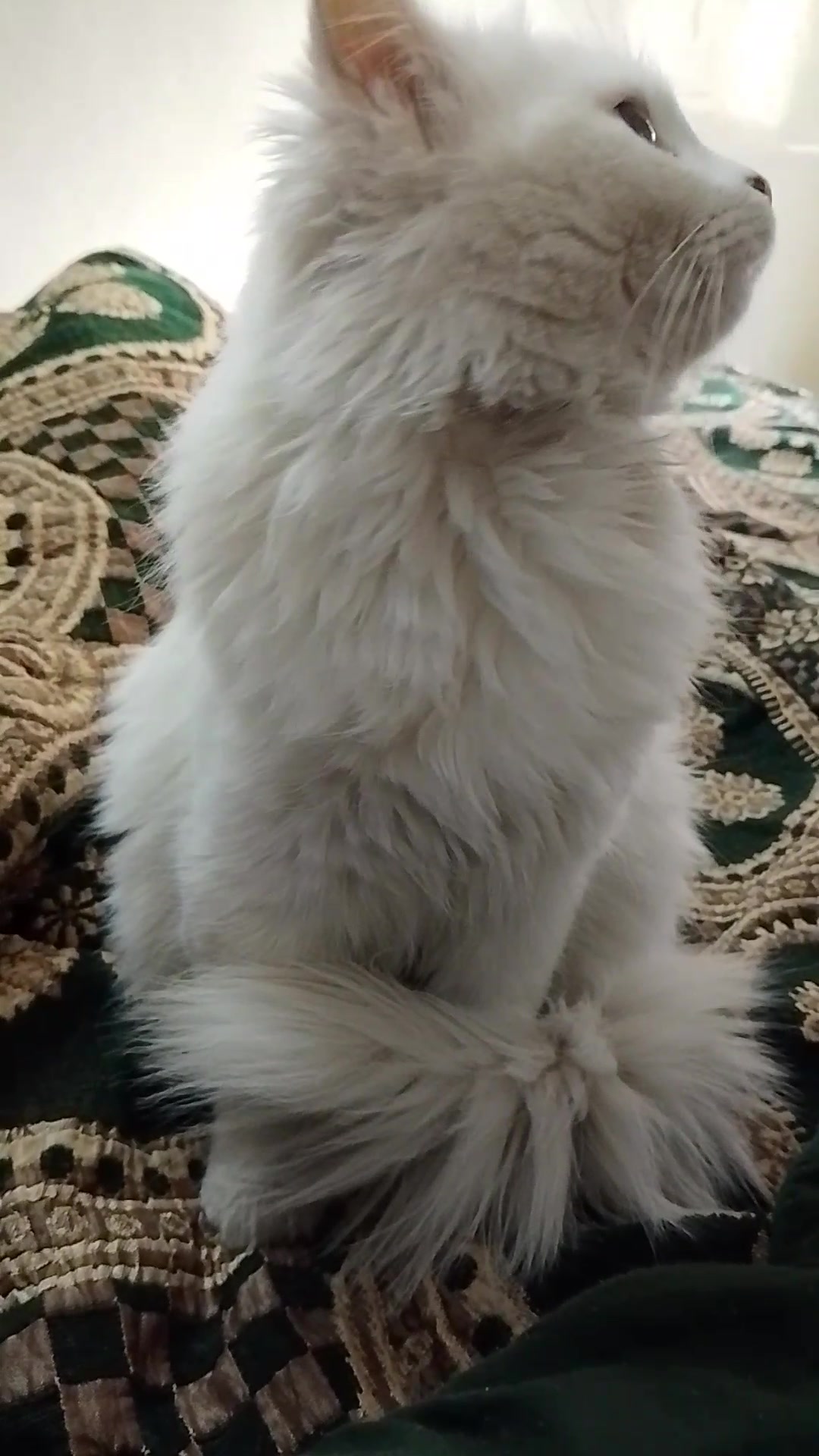 @𝓜𝔂𝓼𝓽𝓮𝓻𝓲𝓸𝓾𝓼 𝓰𝓲𝓻𝓵,