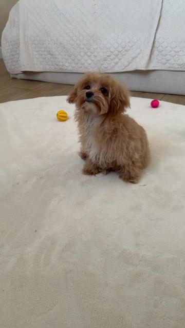 @Maltipoo Puppy Place