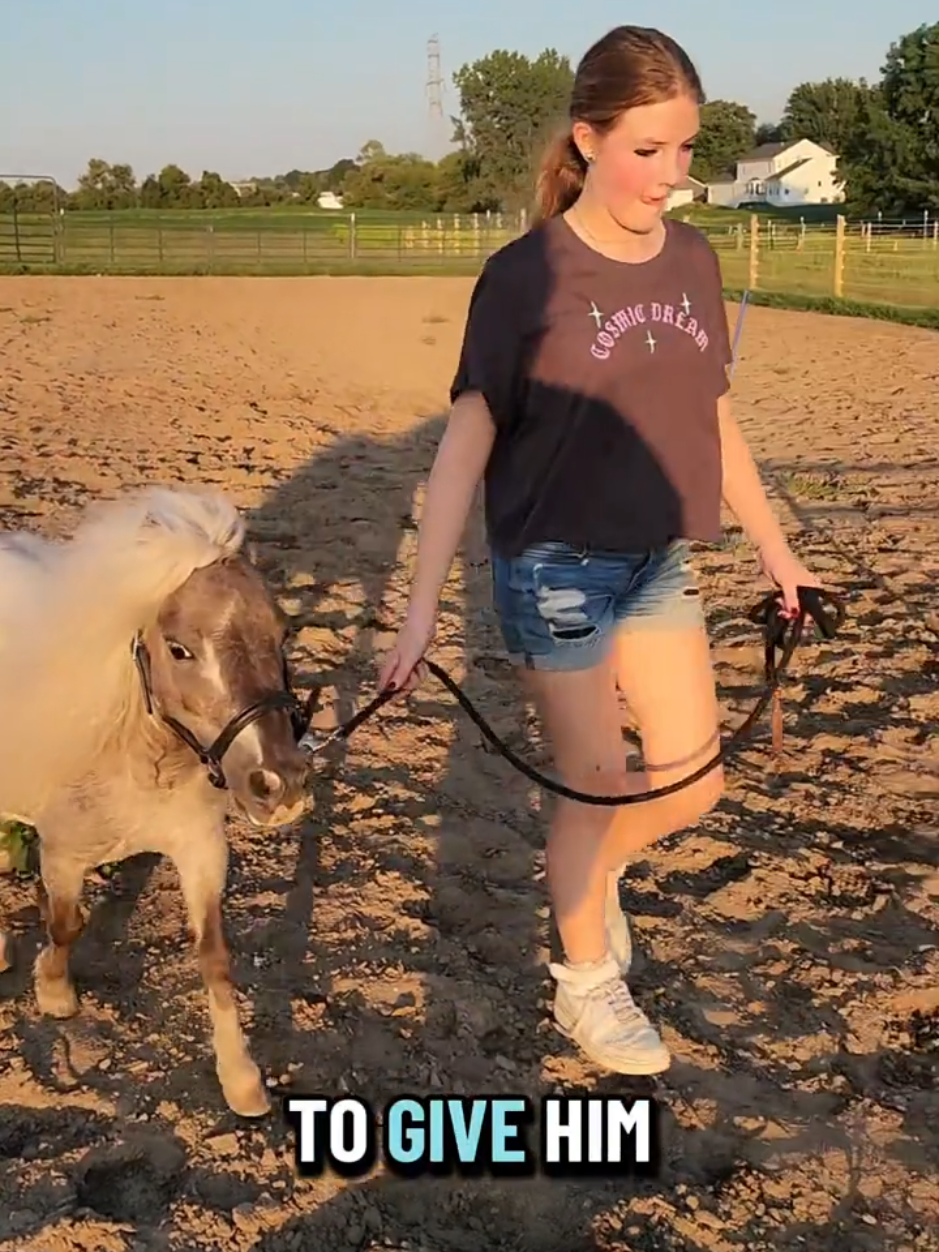 @minihorsemomandtrainer🐴🐴🐴🐴