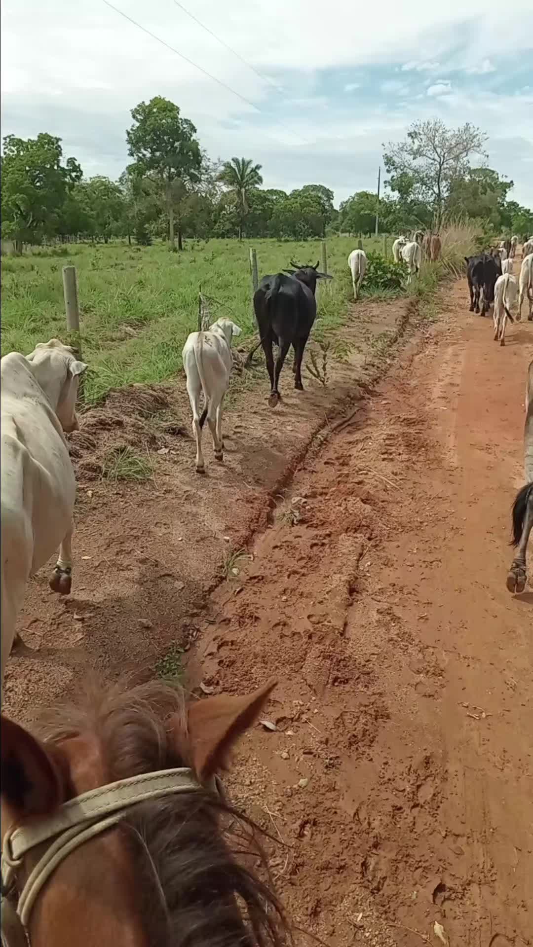 @mario Ferreira