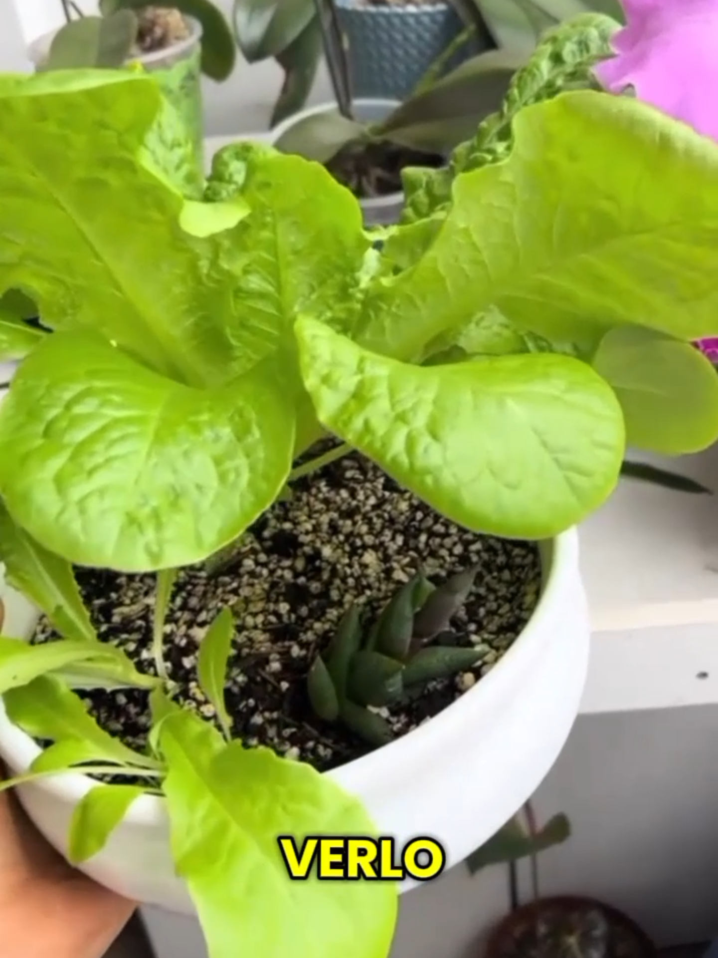 @Grow Garden