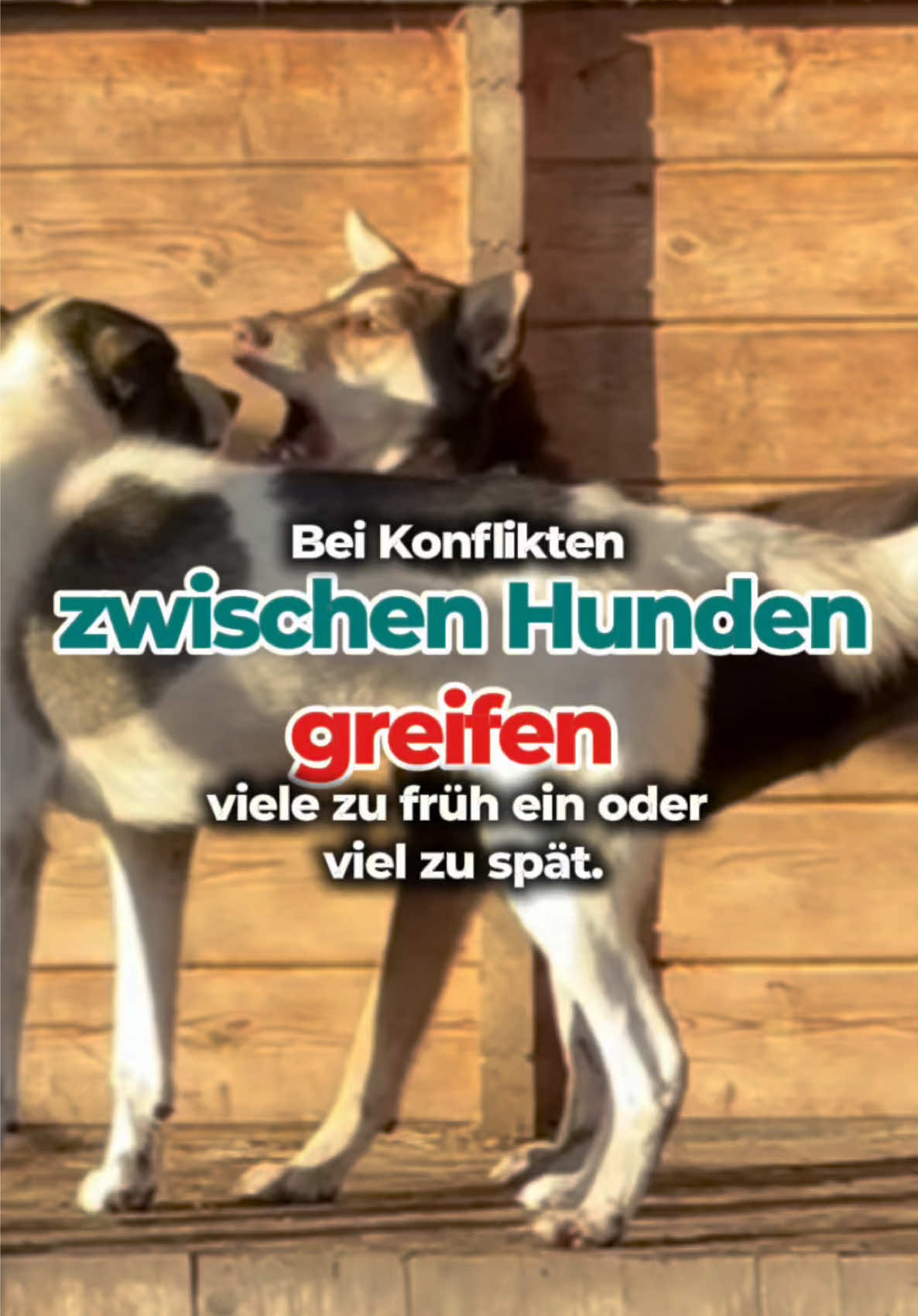 @Mehrere Hunde, ein Team!