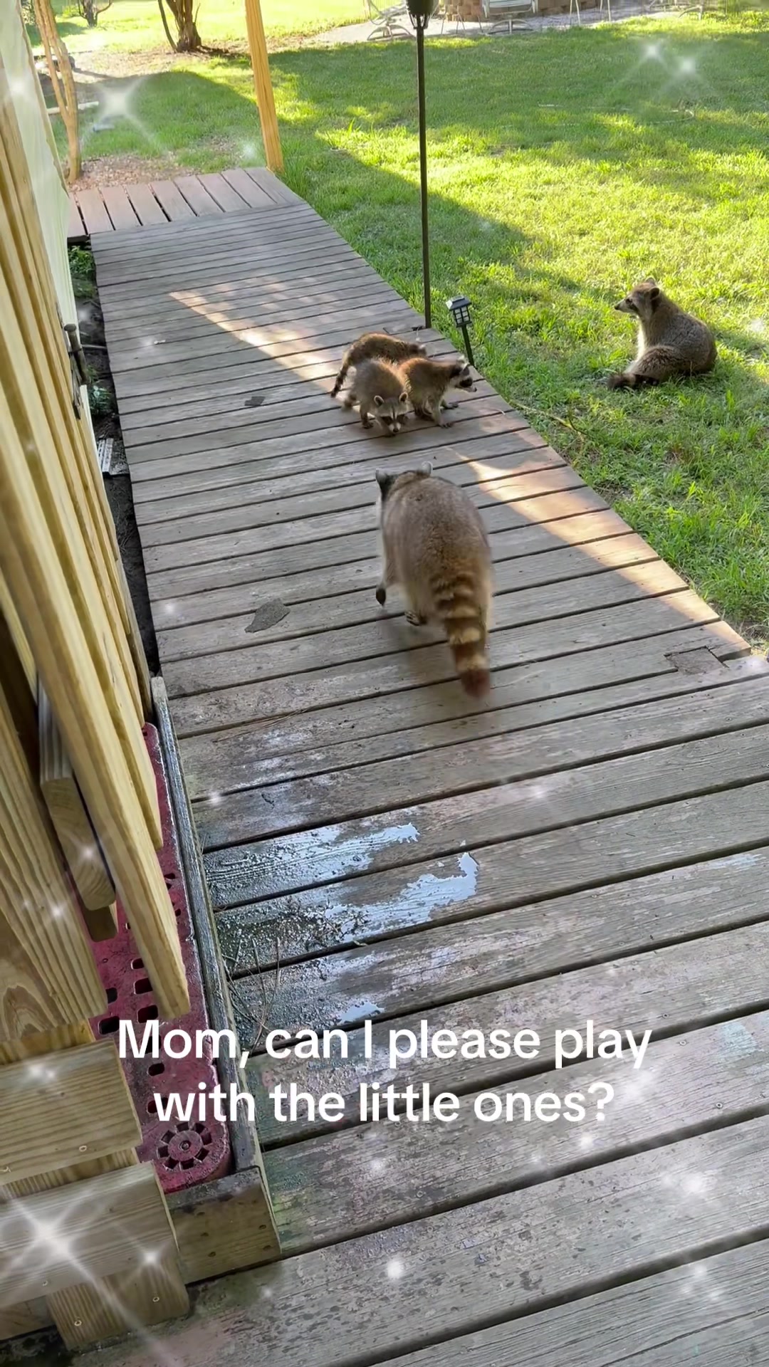 @Critter Kiki
