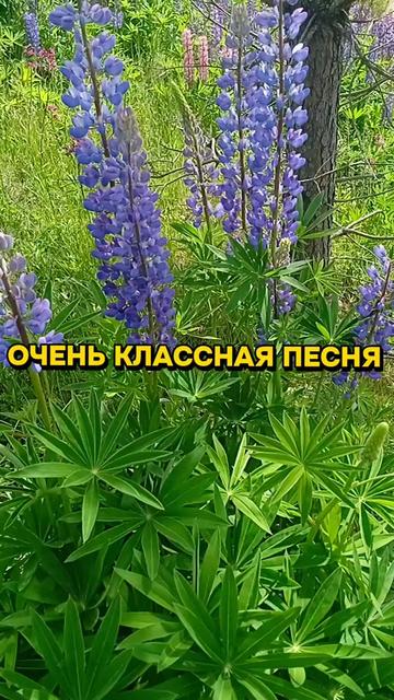 @Шагида888