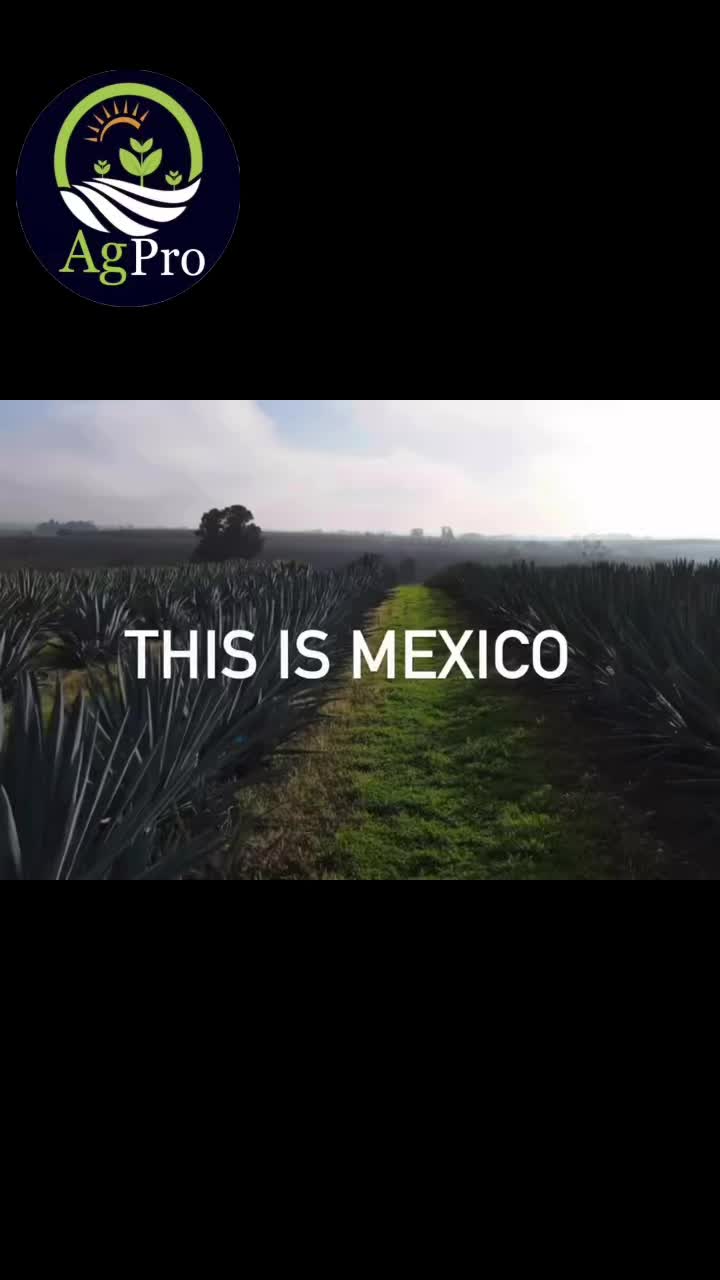 @Piedad Ayala