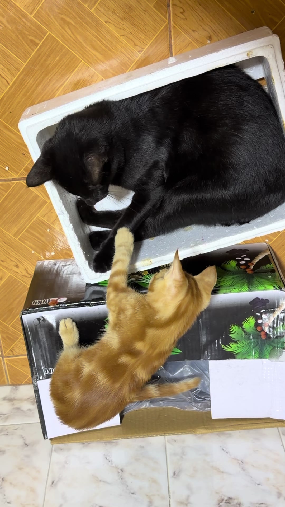 @asoolcat