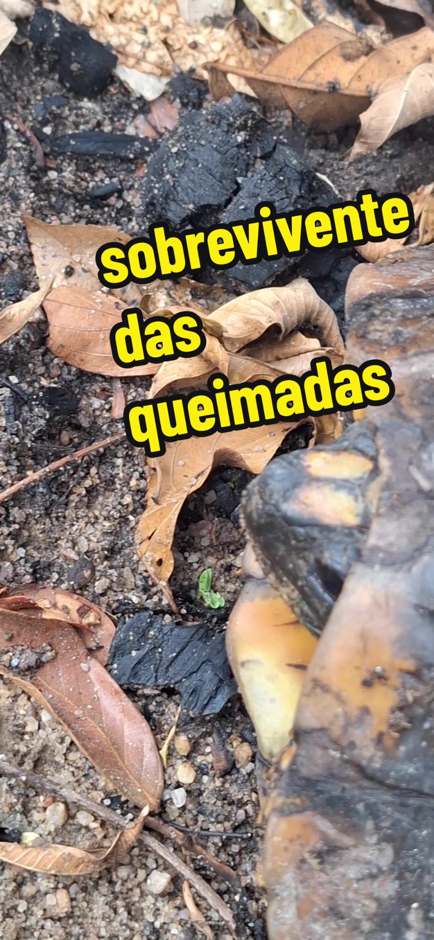@Fabinho de Lima