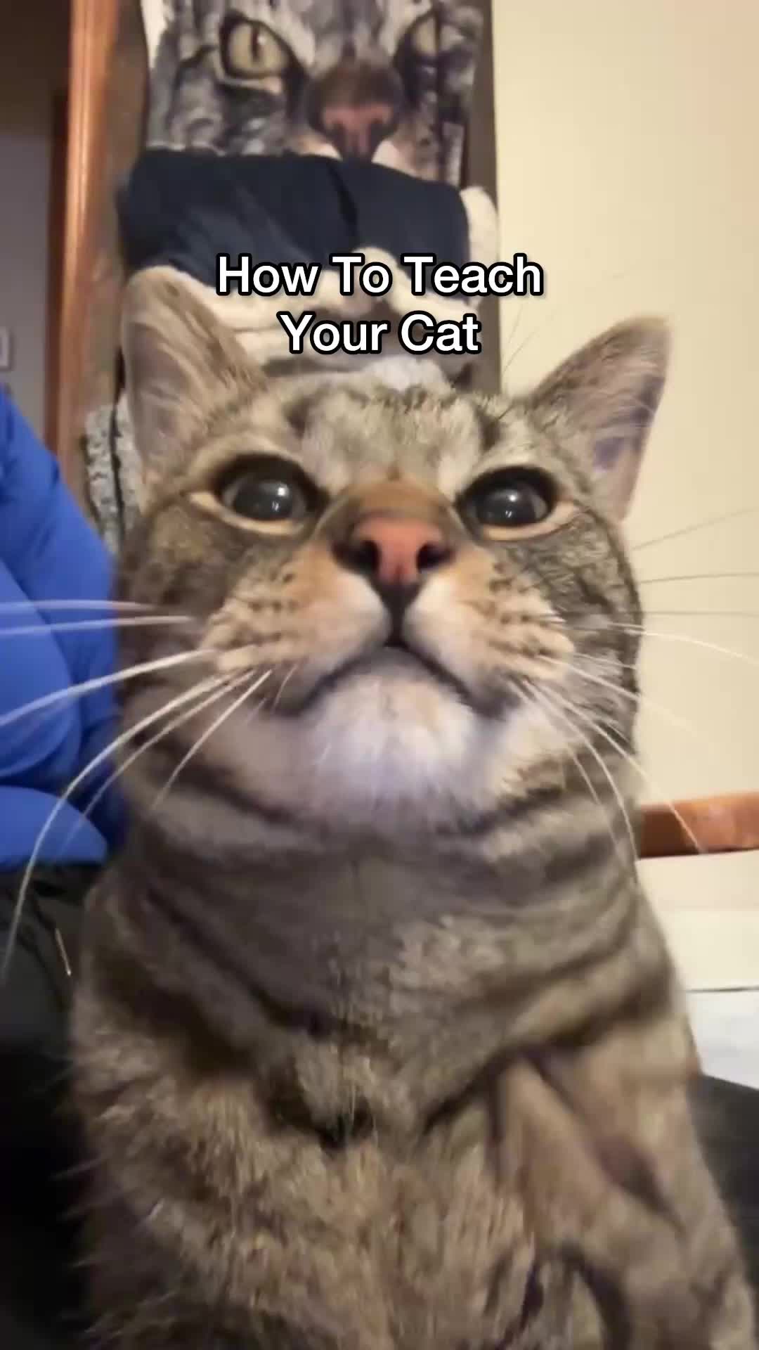 @Chip The Manx