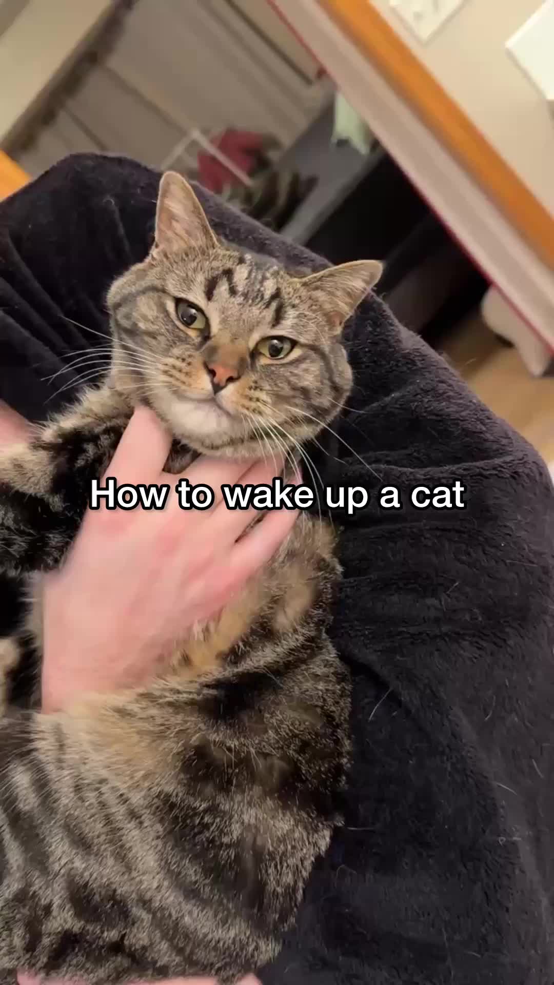 @Chip The Manx