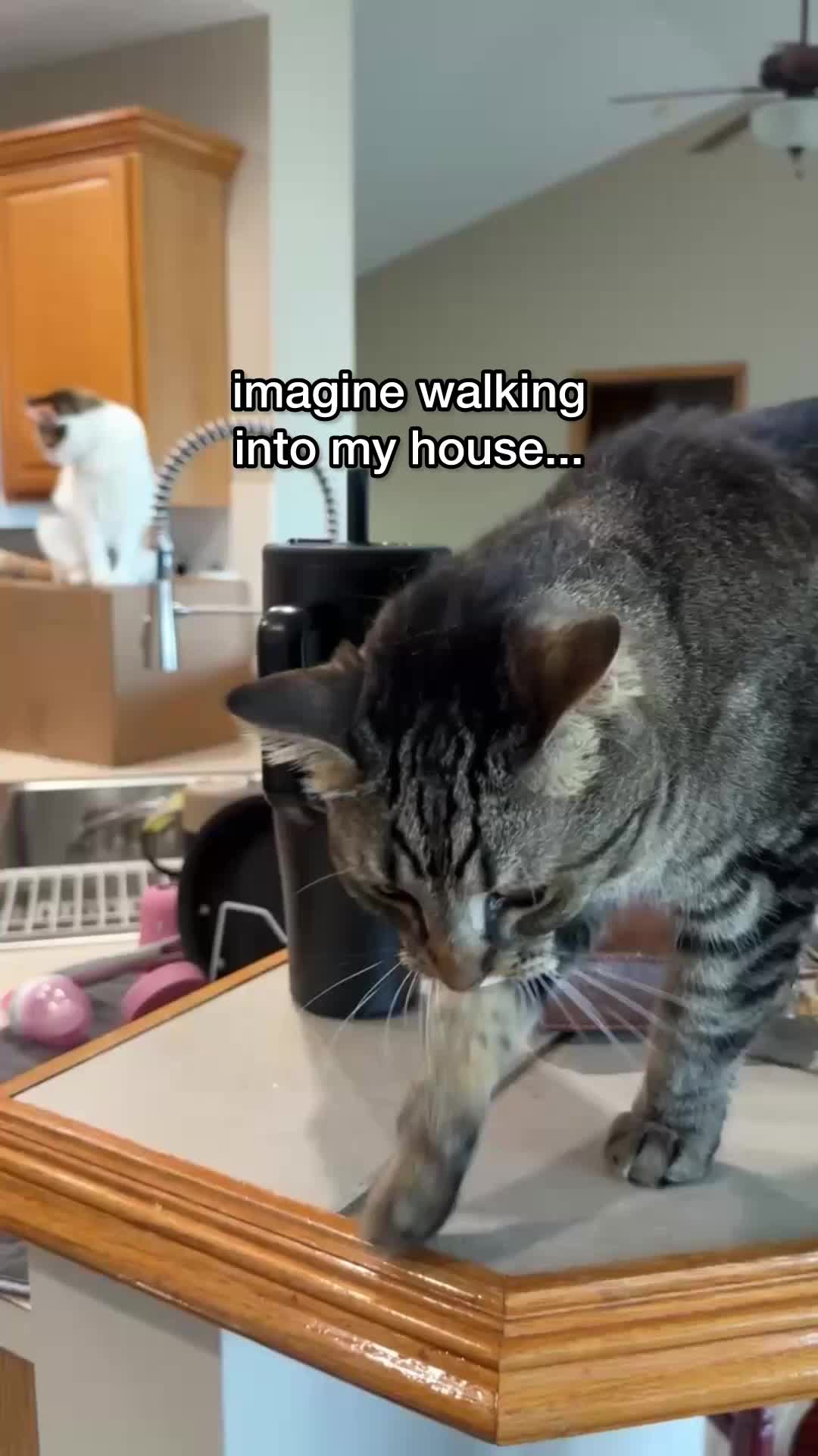 @Chip The Manx
