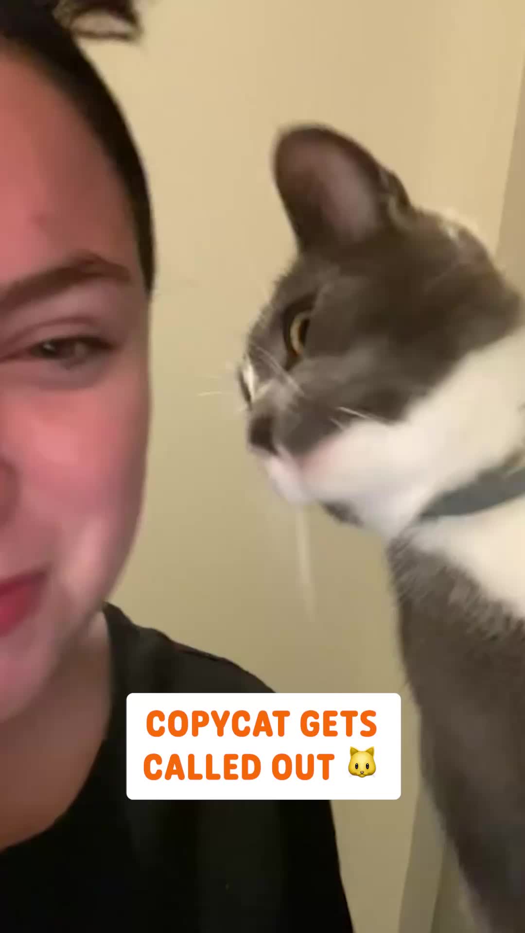 @Pawsome Pets