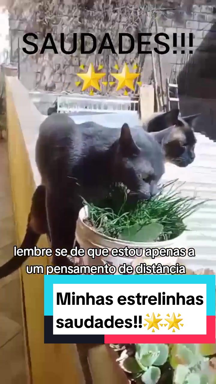 @O GATO ZEZ&Eacute;