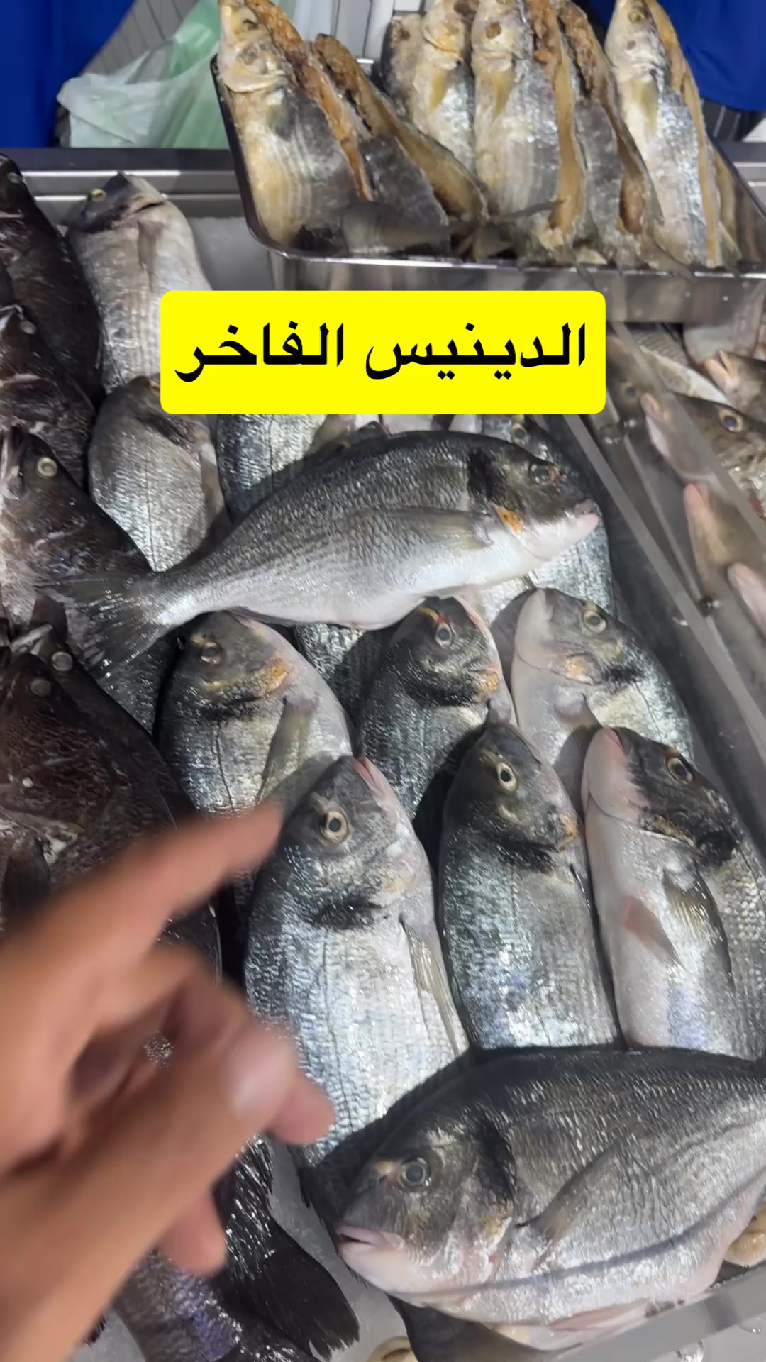 @محمد الأمير