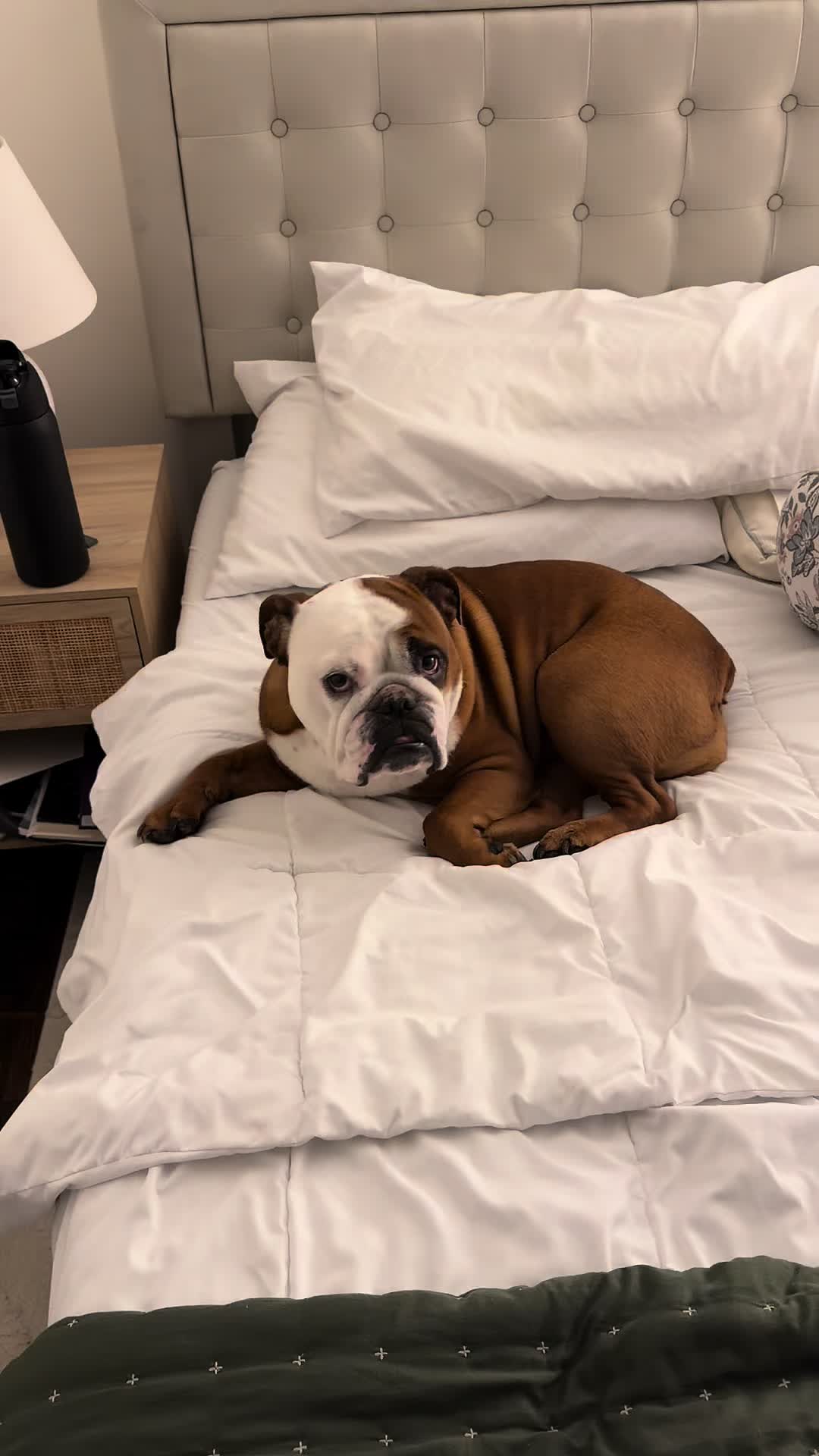 @Poptart The Bulldog