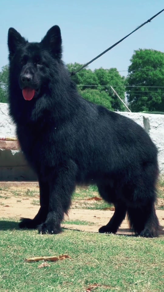 @Trại Chó Nghiệp Vụ Hà Tây