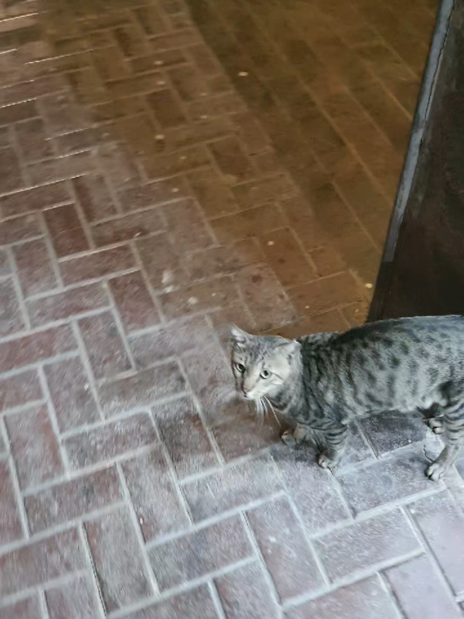 @🐾Feeding Stray Cats Daily🐈⬛