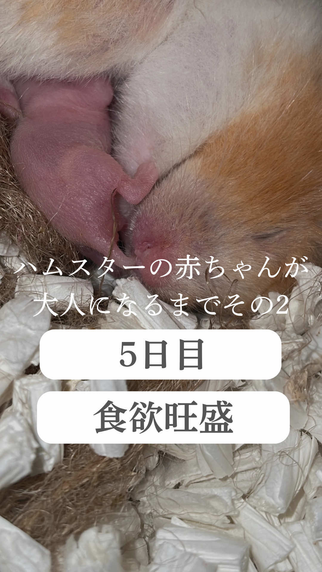 @はむはむパーク