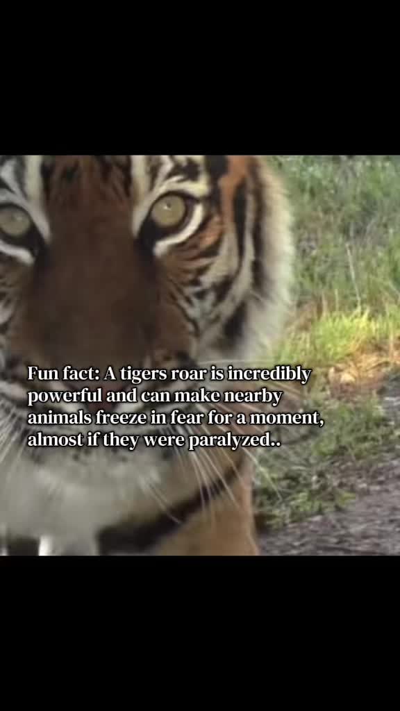 @𝘛𝘪𝘨𝘳𝘦𝘴𝘴 ⌗ 🐅