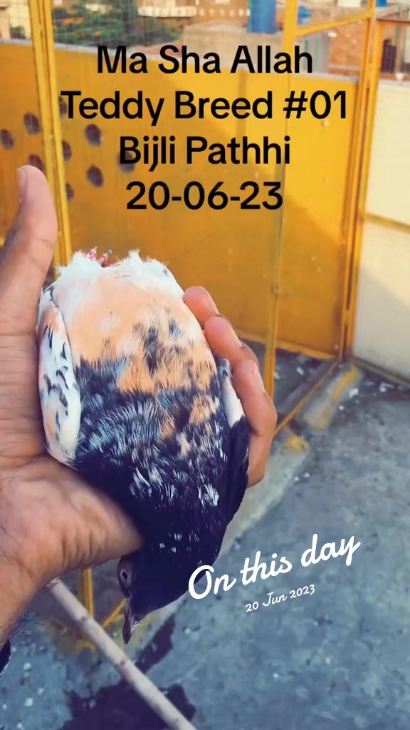 @RanaAdi302