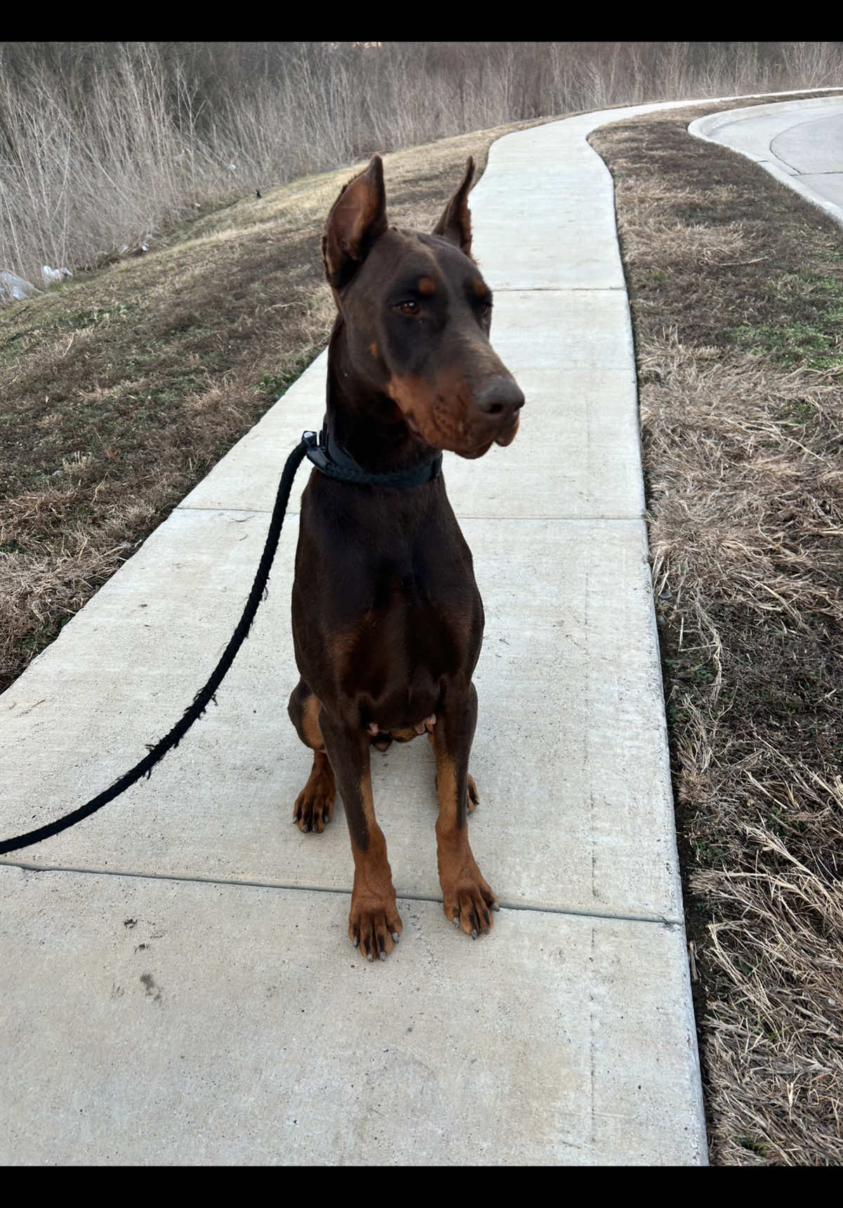 @HardBody K9 Training