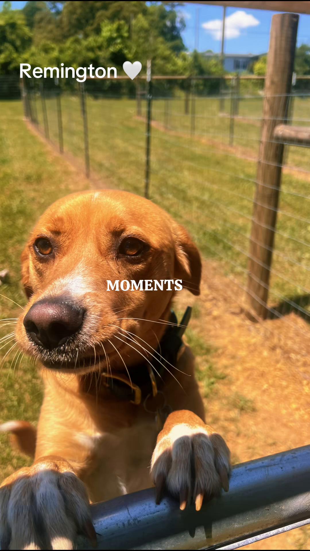 @Angie@k9kennels🐾