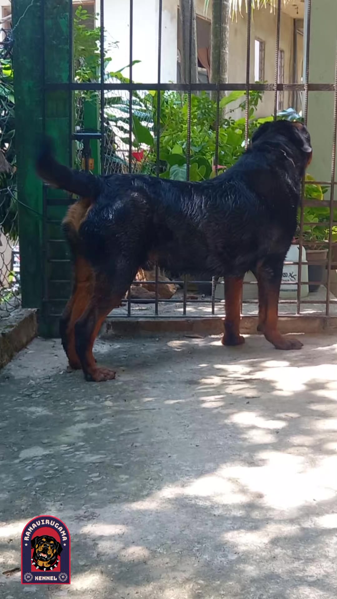 @Ranavirugama Kennel