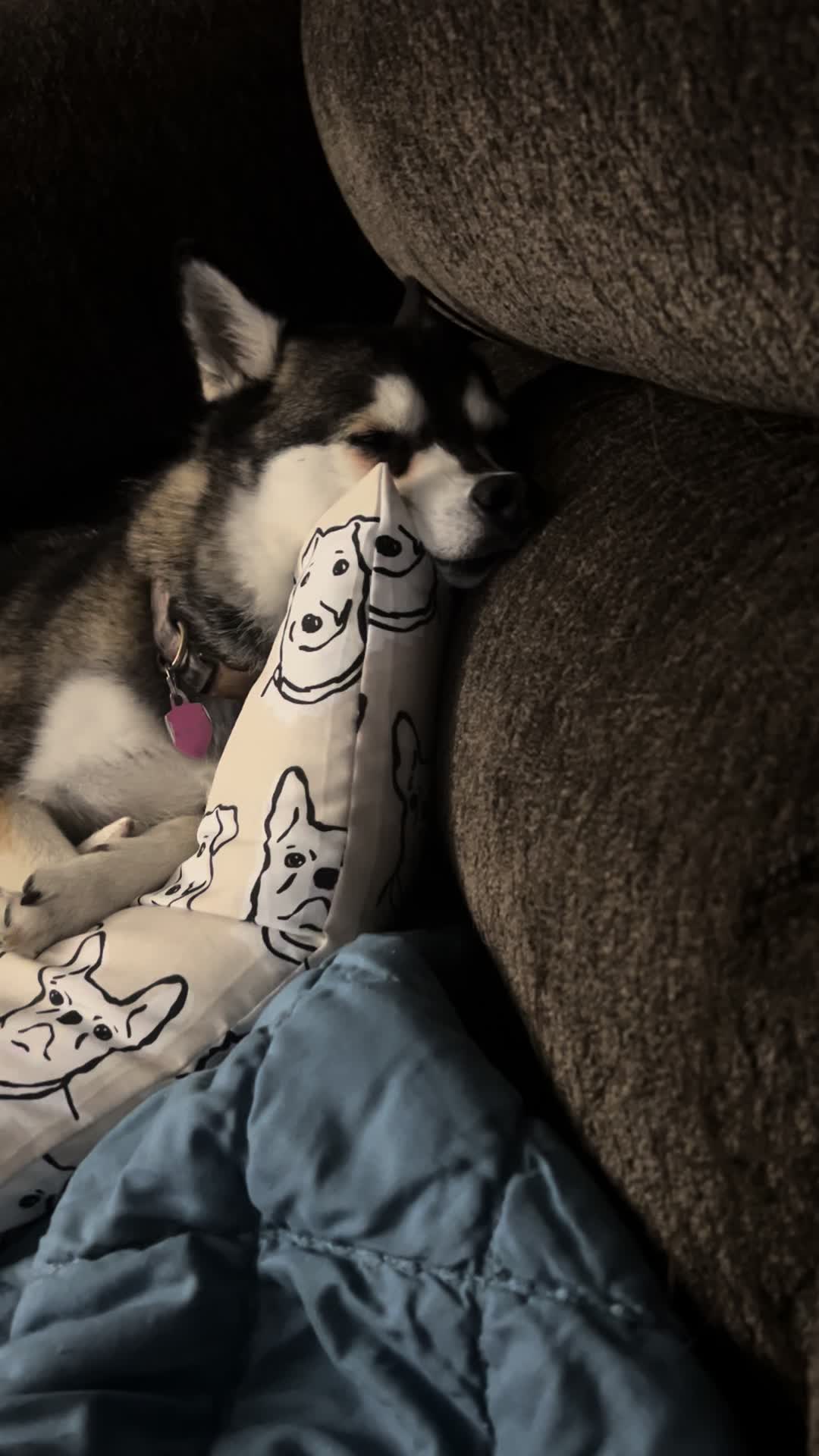 @kleekaipuppies4sale