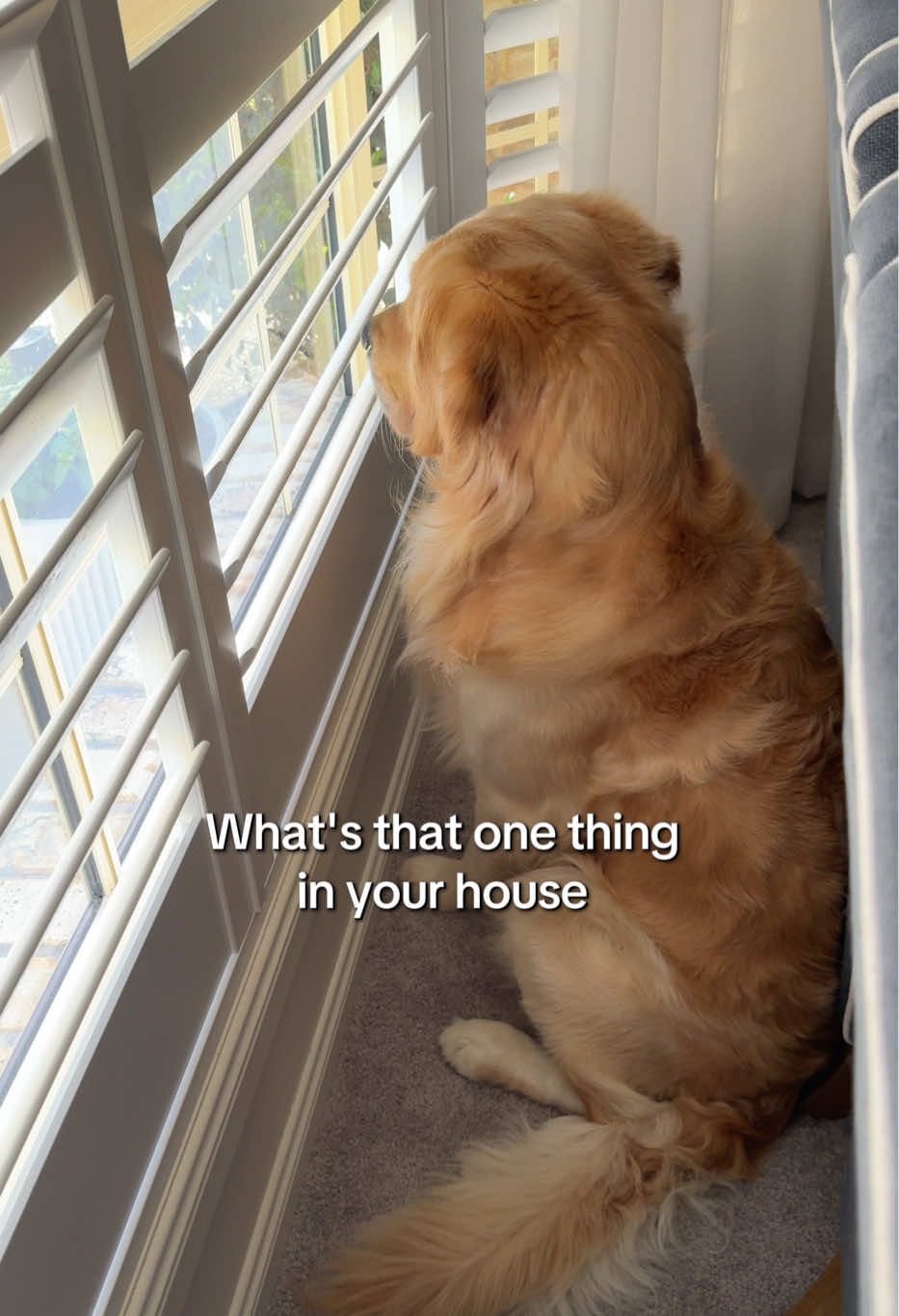 @lunas_golden_life