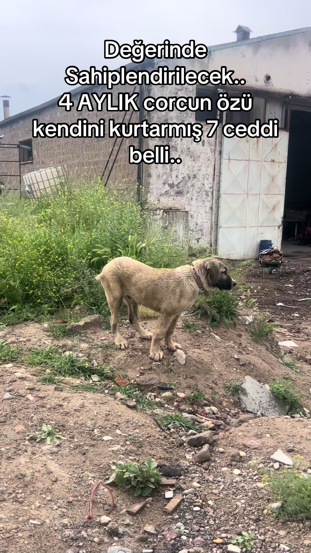 @Kadir alan