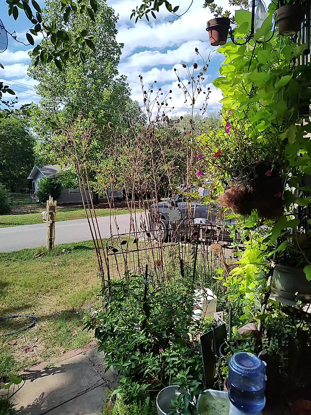 @Stefidragonfly