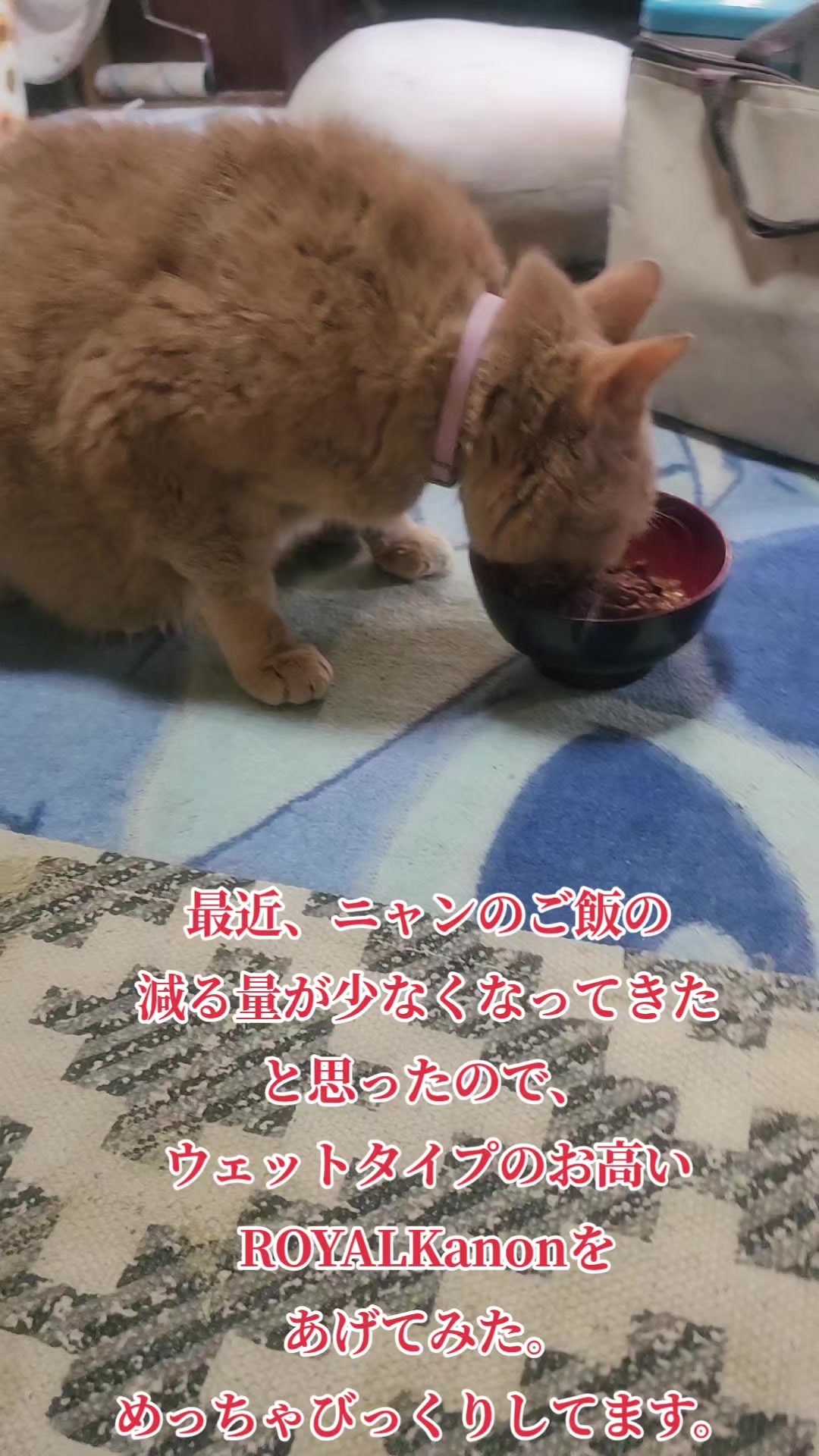 @黒猫の凱旋➿️