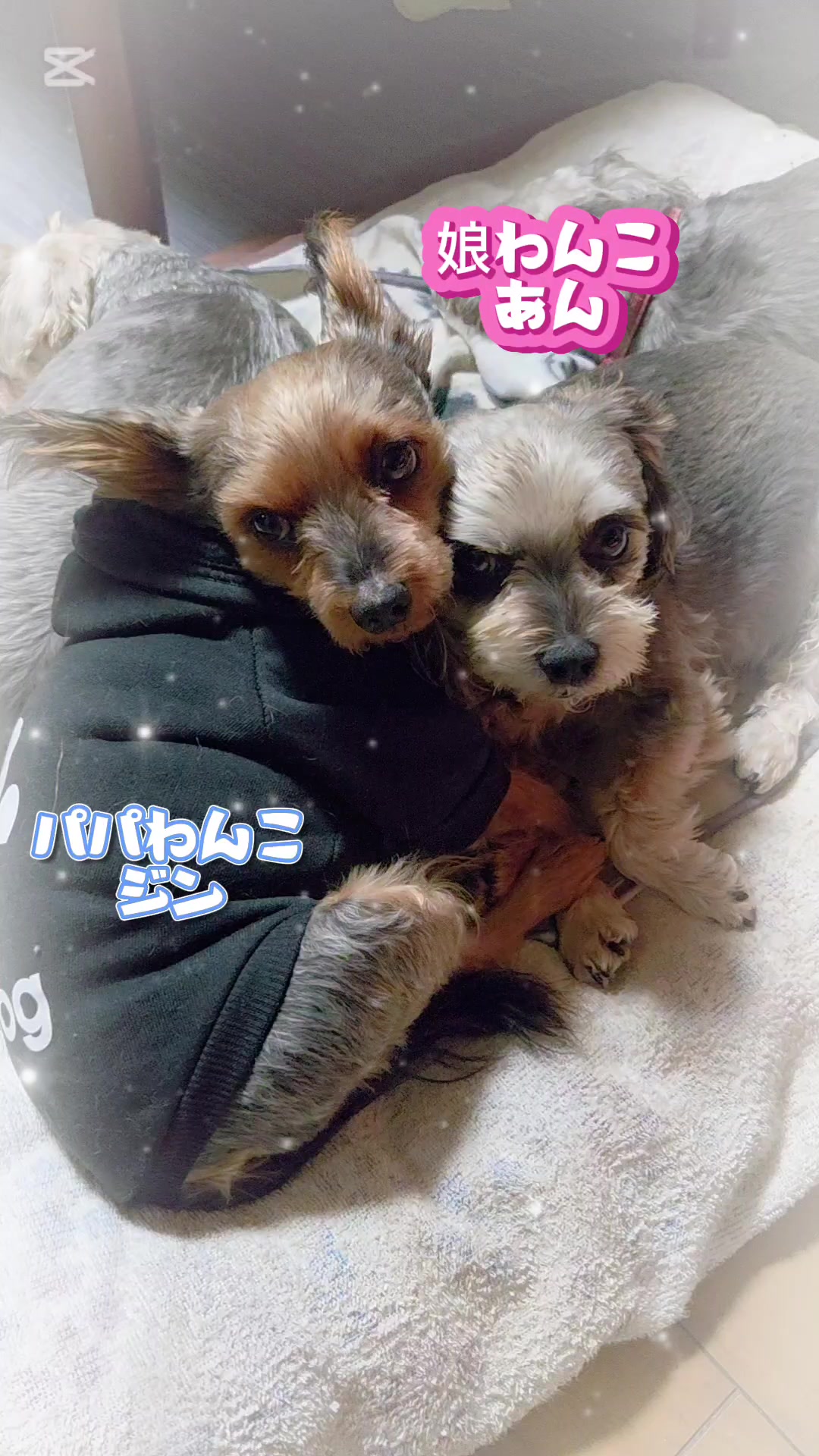 @杏蜜～5dogs and family～